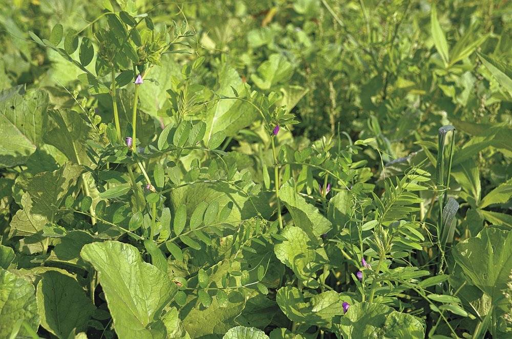 TerraLife® - BetaSola-1