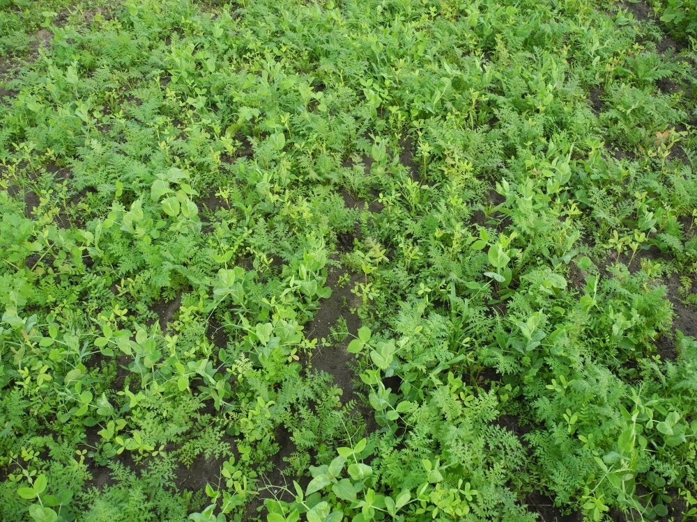 TerraLife® N-Fixx 50 -3