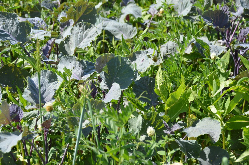 TerraLife® - SolaRigol TR-1