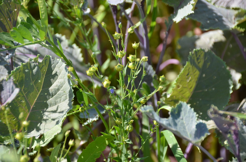 TerraLife® - SolaRigol TR-3