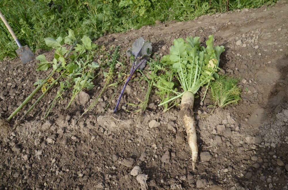 TerraLife® - VitaMaxx TR-2