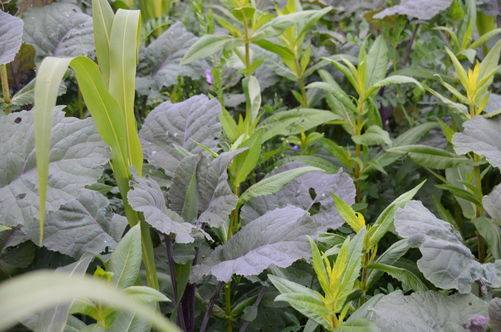 TerraLife® - WarmSeason-1