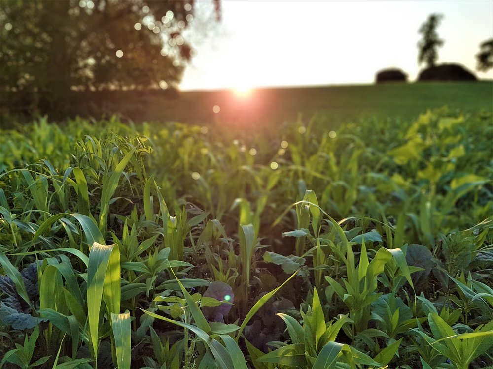 TerraLife® - WarmSeason-2