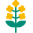 altText.iconFuer Koolzaad 