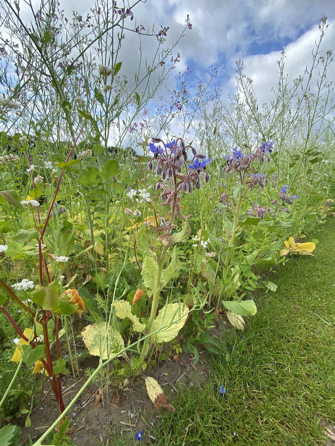 Wildlife Perennial-0