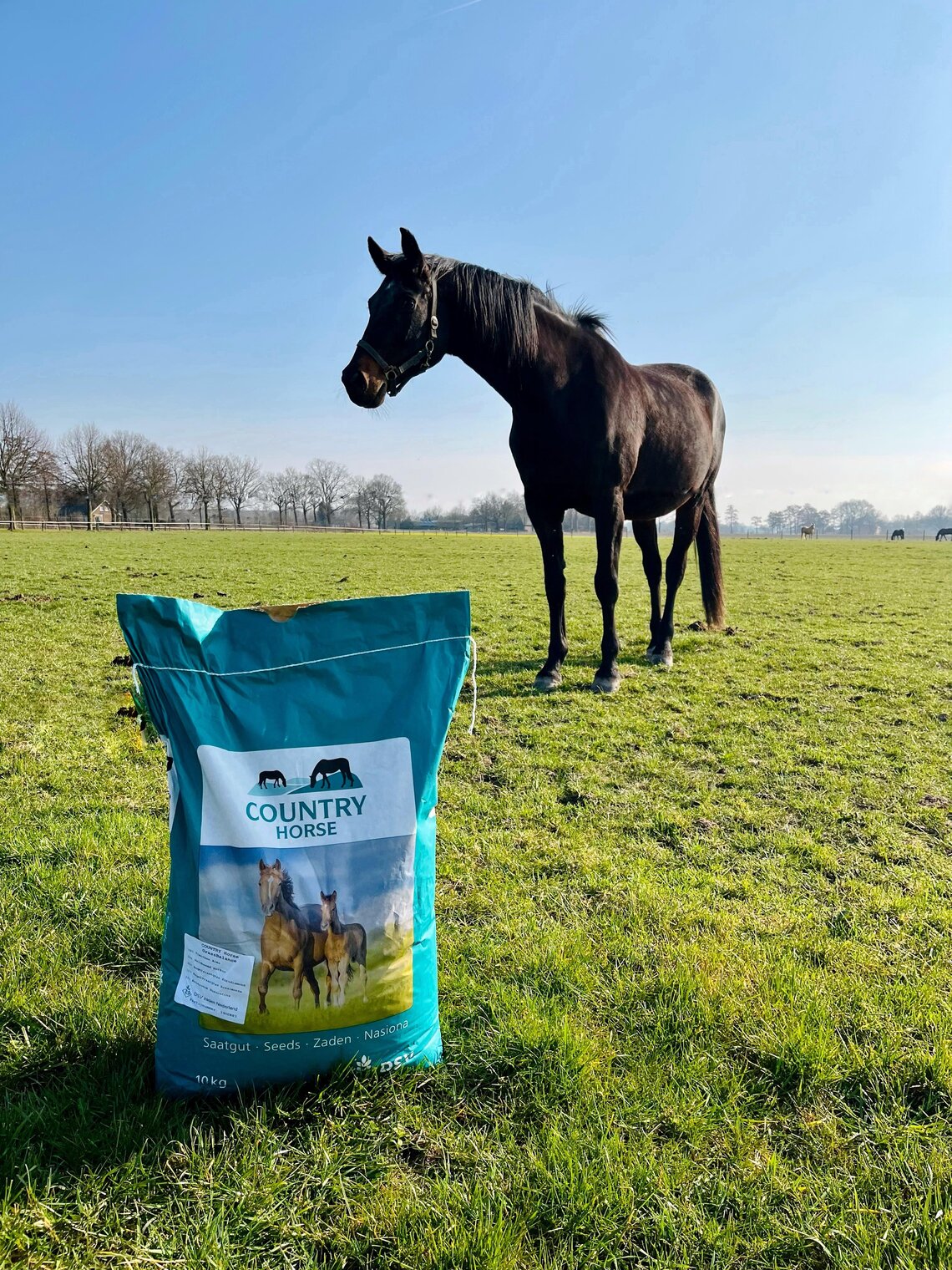 COUNTRY Horse Grass Balance-0