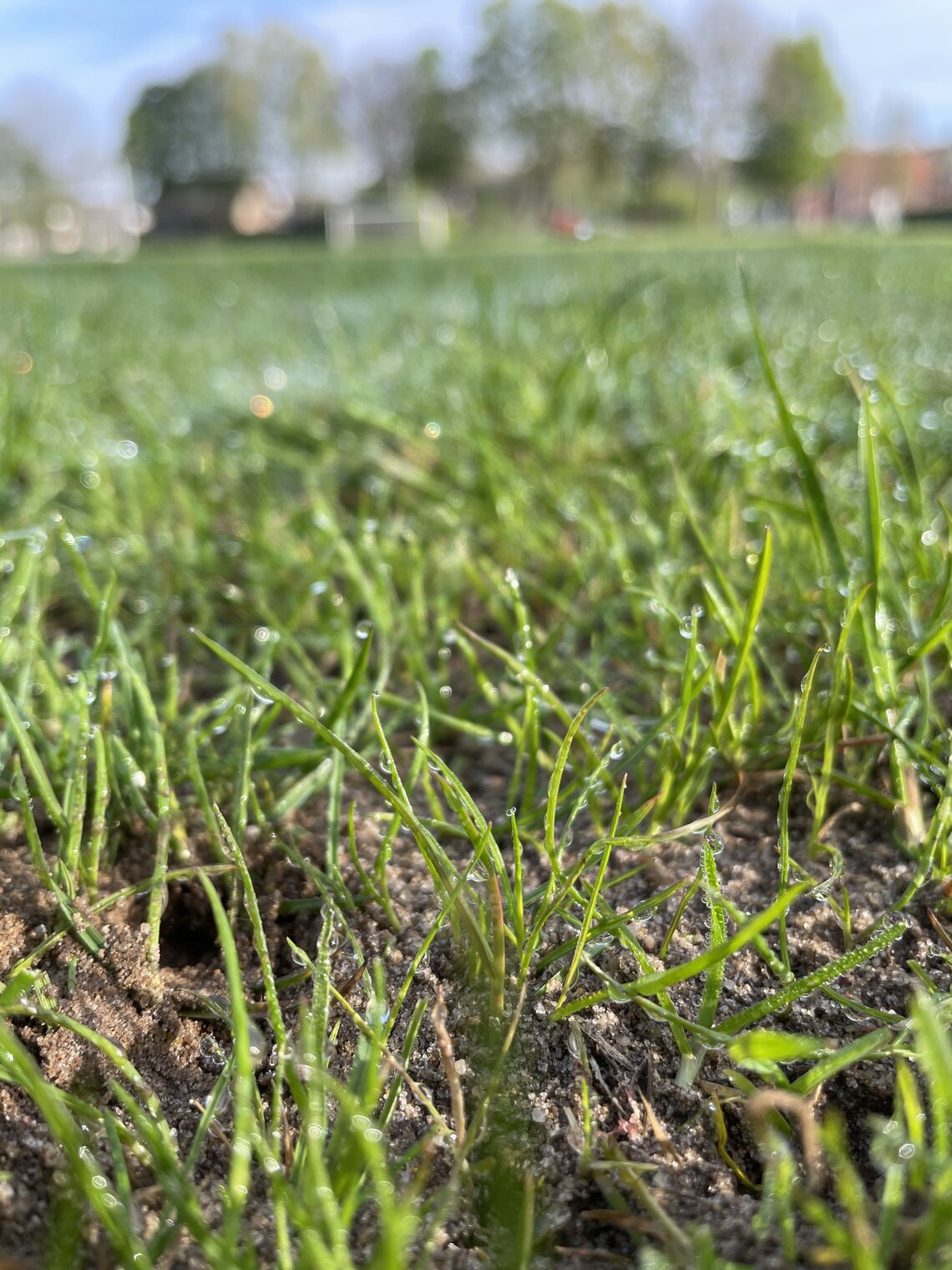 Eurograss TetraTop 100-0