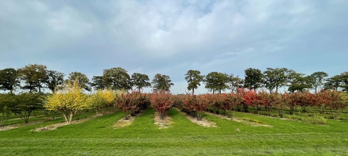 Eurograss Laanboom-2