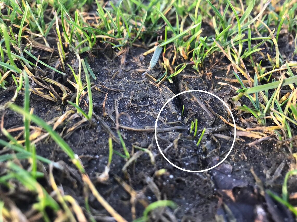 Eurograss TetraTop 100-1