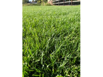 EUROGRASS Campino-1