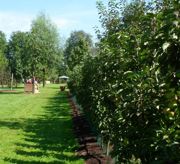 Eurograss Laanboom-1