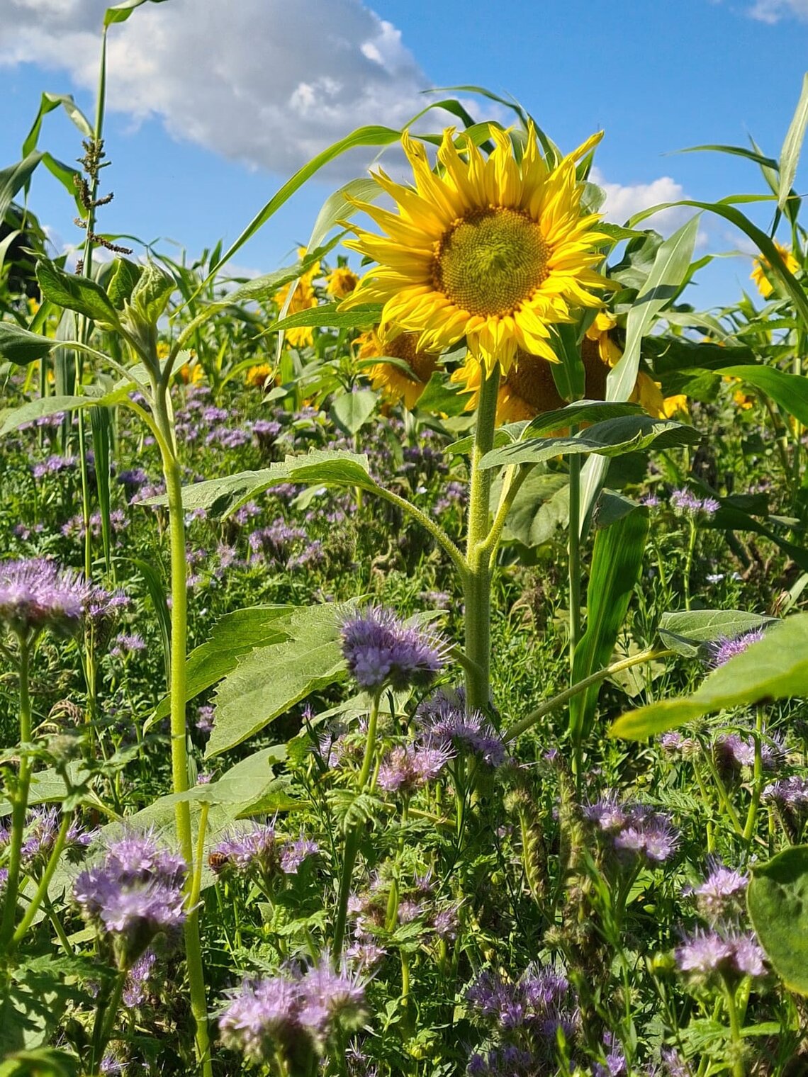 TerraLife® N-Fixx 50 -6