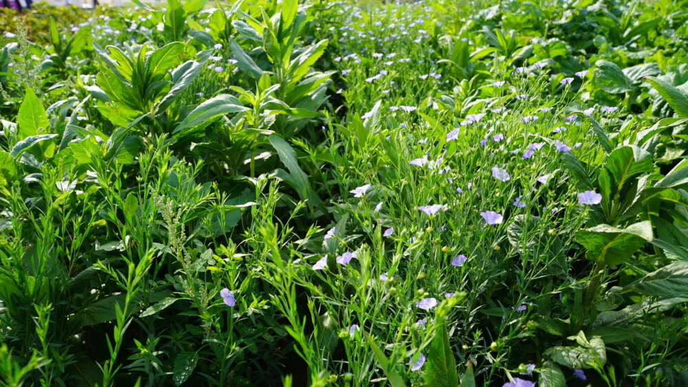 TerraLife® SolanumPro-0