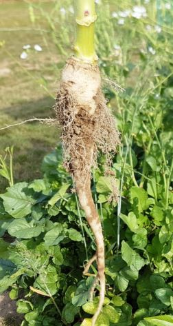 Trident NemaControl-0