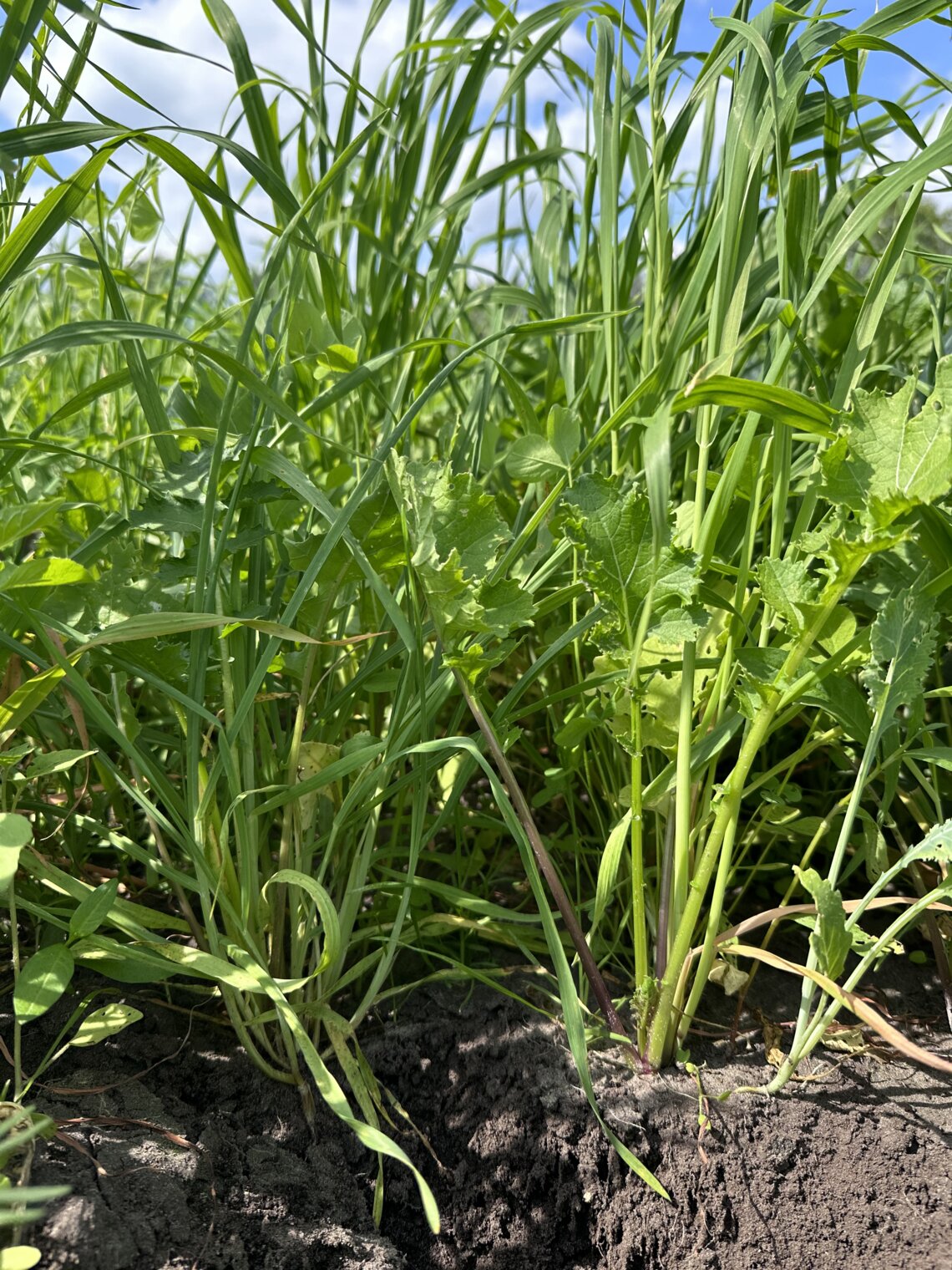 TerraLife CoolSeason-4