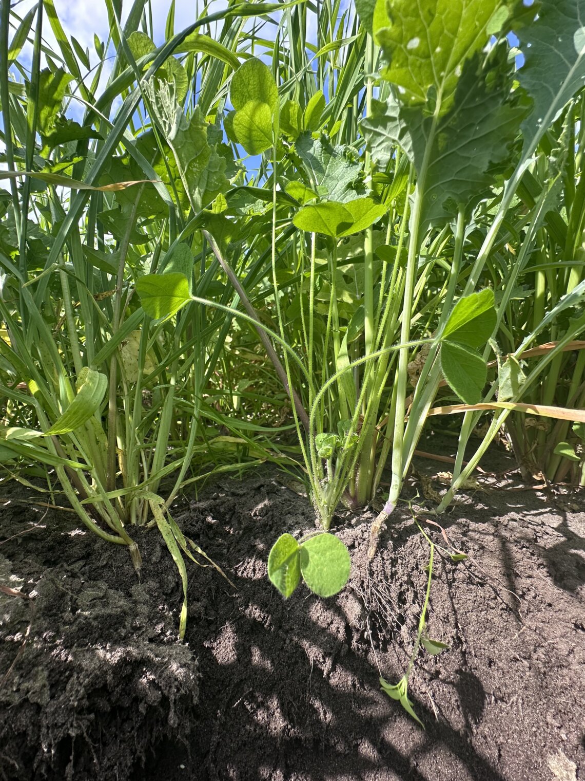 TerraLife CoolSeason-6