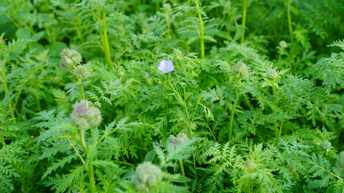 TerraLife® GreenPower Organic-0